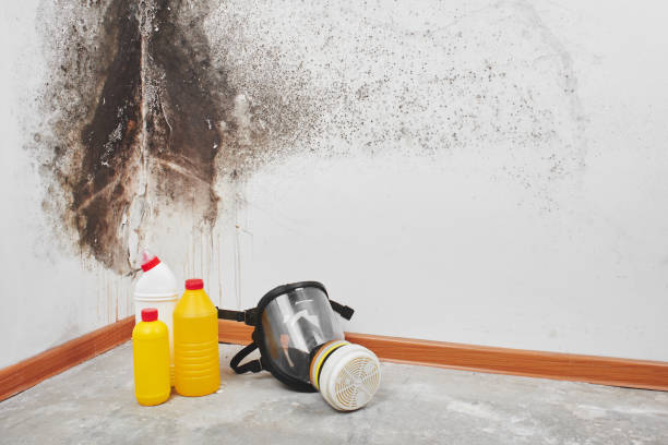 Best Basement Mold Remediation in Eagle Lake, WI