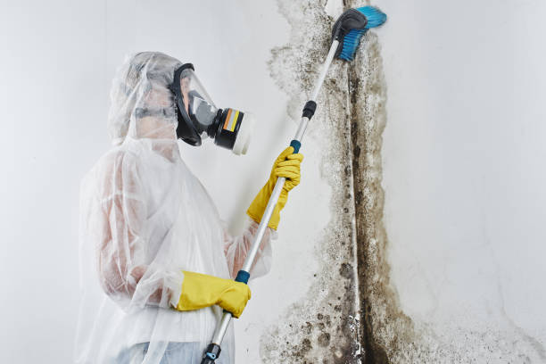 Best DIY Mold Remediation Support Services in Eagle Lake, WI
