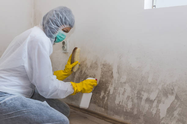 Best DIY Mold Remediation Support Services in Eagle Lake, WI