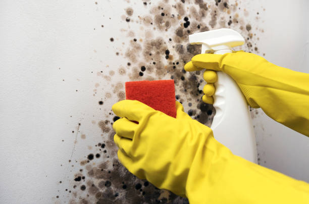 Best Post-Flood Mold Remediation in Eagle Lake, WI