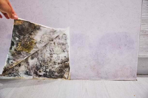 Best Localized Mold Remediation (e.g., coastal areas, humid climates) in Eagle Lake, WI